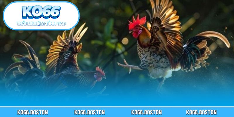 Bí quyết lên lịch xem và cá cược đá gà hợp lý nhất