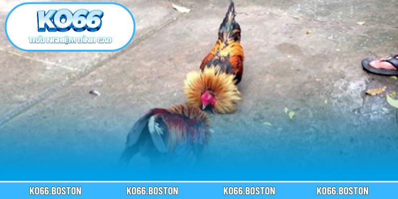 Bí quyết nâng cao tỷ lệ thắng khi cá cược đá gà live