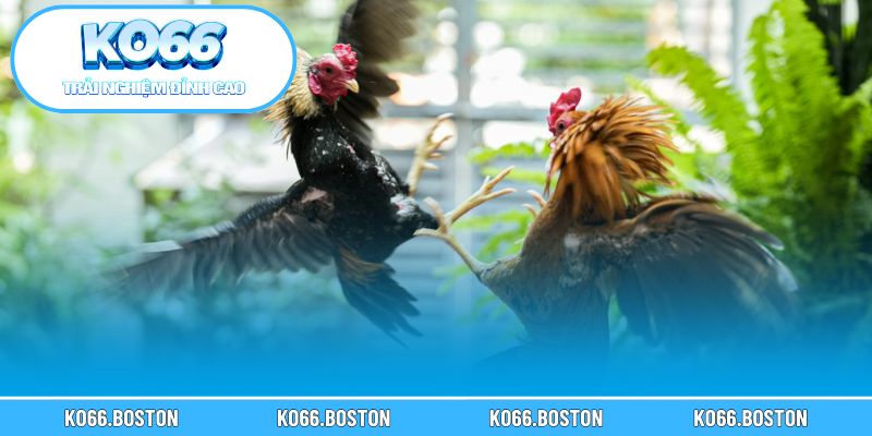 Bức tranh tổng thể về đấu trường gà cựa sắt Thomo