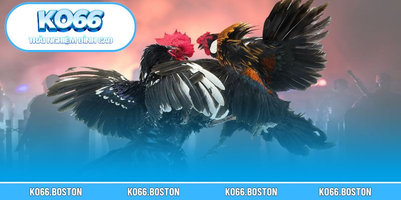 Các yếu tố ảnh hưởng đến kết quả trận gà cựa sắt