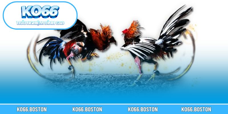 Cách đặt cược thông minh trong khi theo dõi các trận đá gà