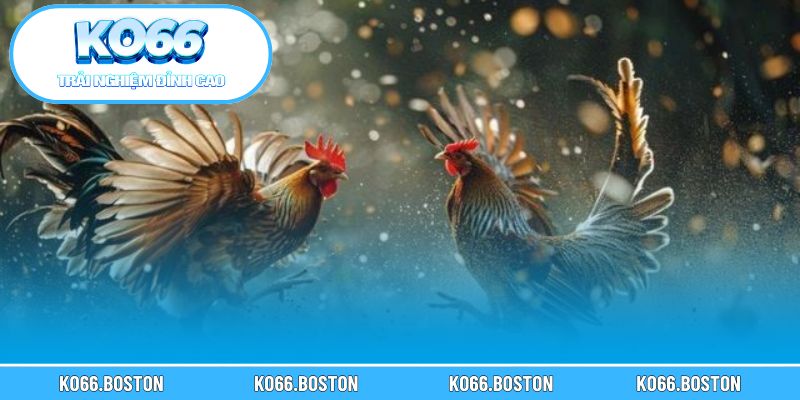 Cách xem lịch đá gà trực tiếp chuẩn xác cho người mới