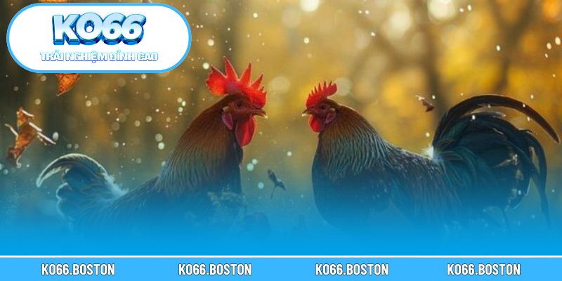 Cấu trúc trận gà Thomo và các quy định cần biết