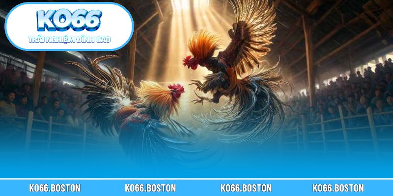 Điều cần tránh khi tham gia kèo đá gà cựa dao