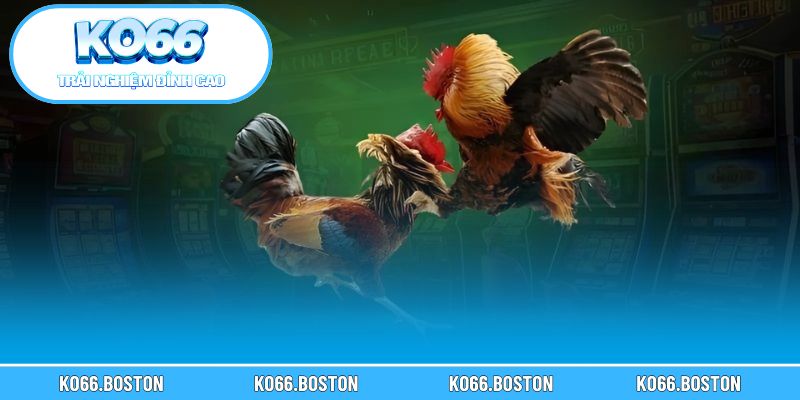 Điều làm nên sự khác biệt của thể thức C4 trong Thomo