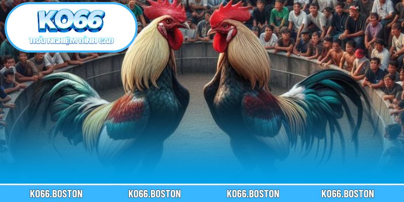 Giới thiệu nền tảng KO66 cùng các điểm thu hút người chơi