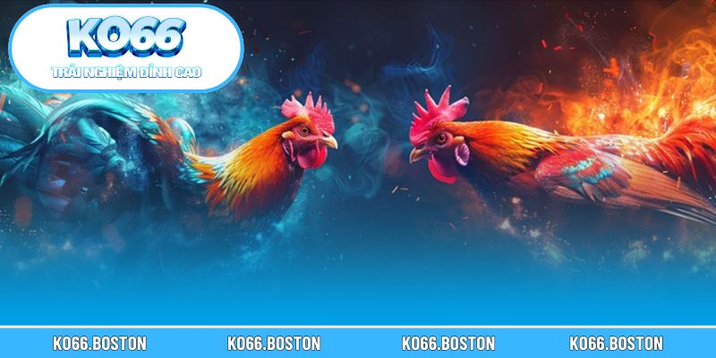 Hệ thống thể loại và luật thi đấu chuẩn quốc tế trên KO66