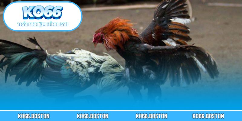 Mẹo xem kèo và lựa chọn trận đấu đáng theo dõi nhất