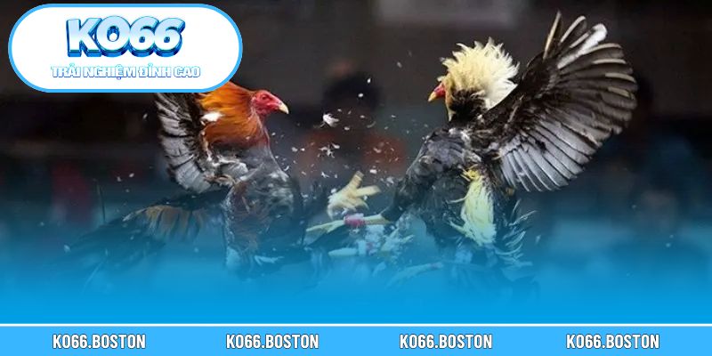 Những hình thức kèo cược phổ biến nhất trong đá gà