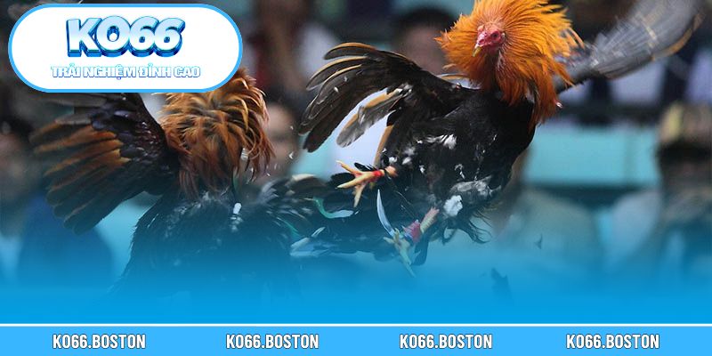 Phương pháp đọc kèo và đánh giá trận cựa dao chi tiết