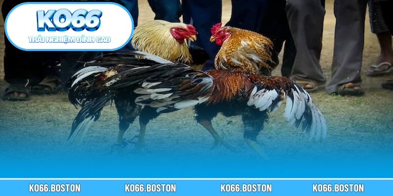 Tầm quan trọng của việc cập nhật lịch đá gà trực tiếp