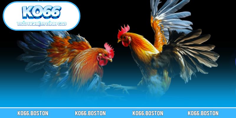 Tìm hiểu khái niệm và đặc điểm của kèo cựa dao