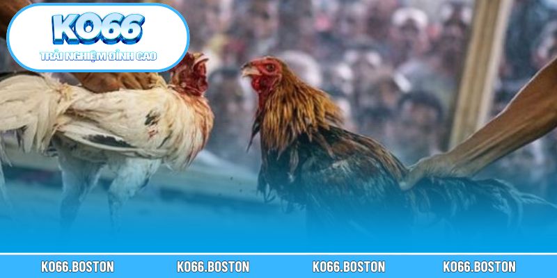 Ứng xử văn minh và có trách nhiệm khi tham gia đặt cược