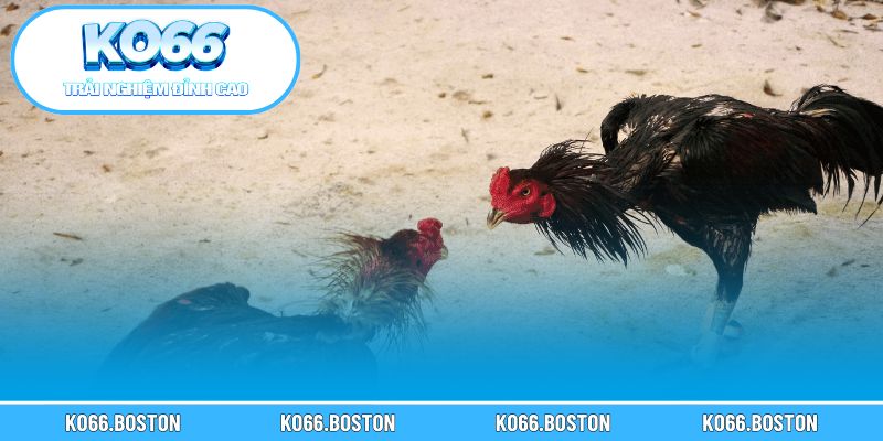 Vì sao người chơi cần kỹ năng quan sát khi theo dõi đá gà