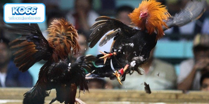 Ghi nhớ các điểm quan trọng khi soi mạng gà