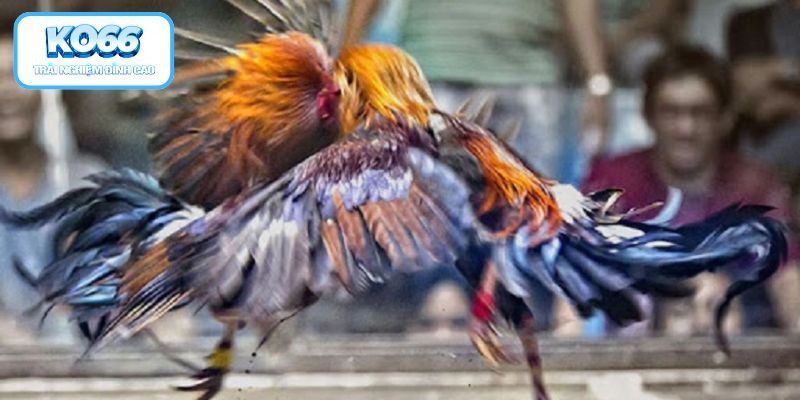 Tìm hiểu tổng quan kiến thức cách xem màu mạng gà hiệu quả